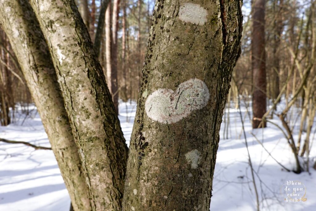 Woods are sending me love