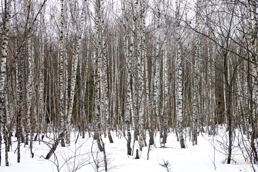 The magic of birches